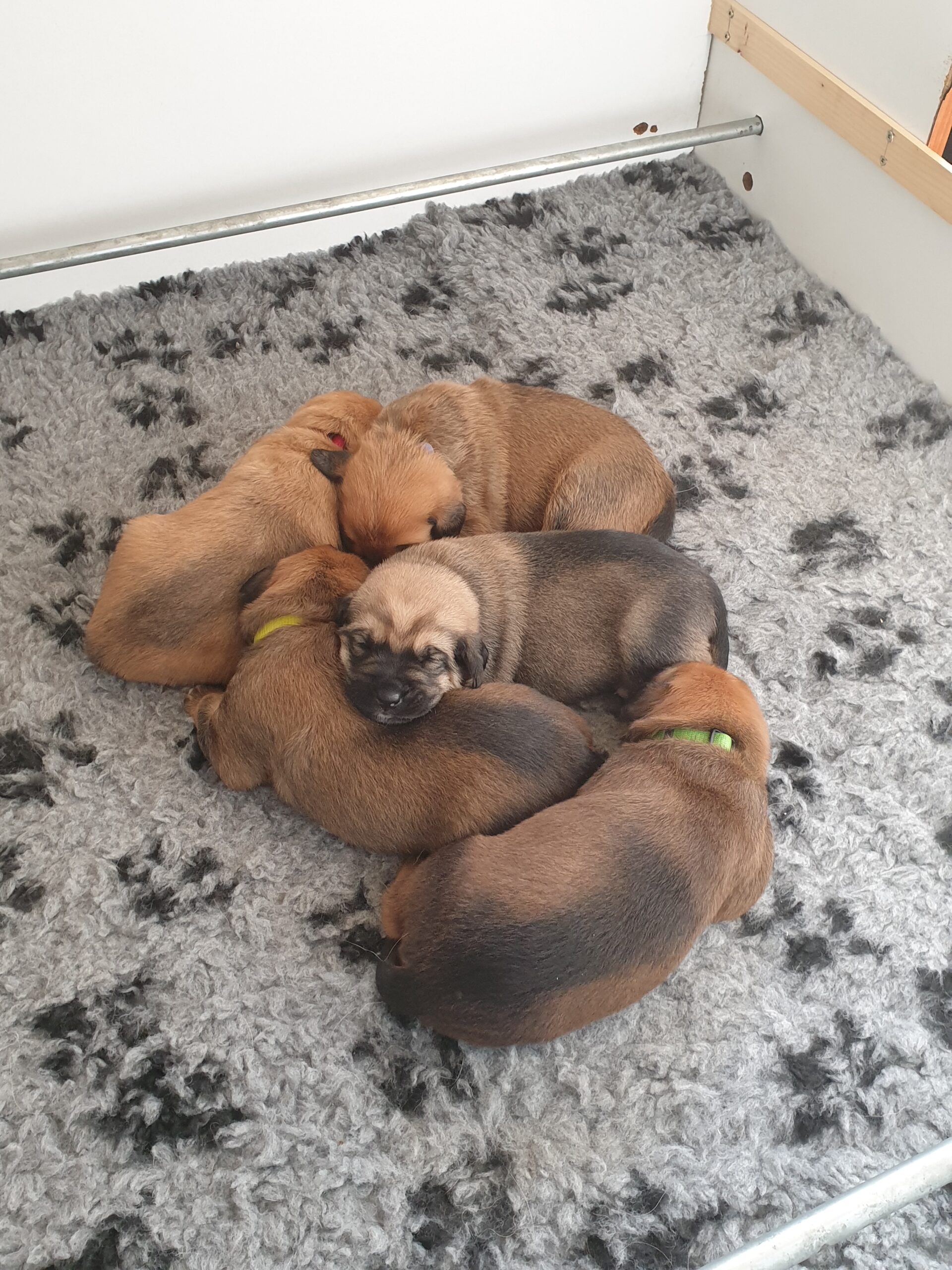 Pups van de oale groond