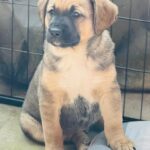 Oostenrijkse Pinscher Van de Oale Groond Pup