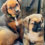 Pups van de oale groond