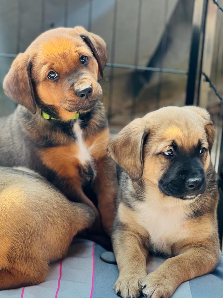 Pups van de oale groond