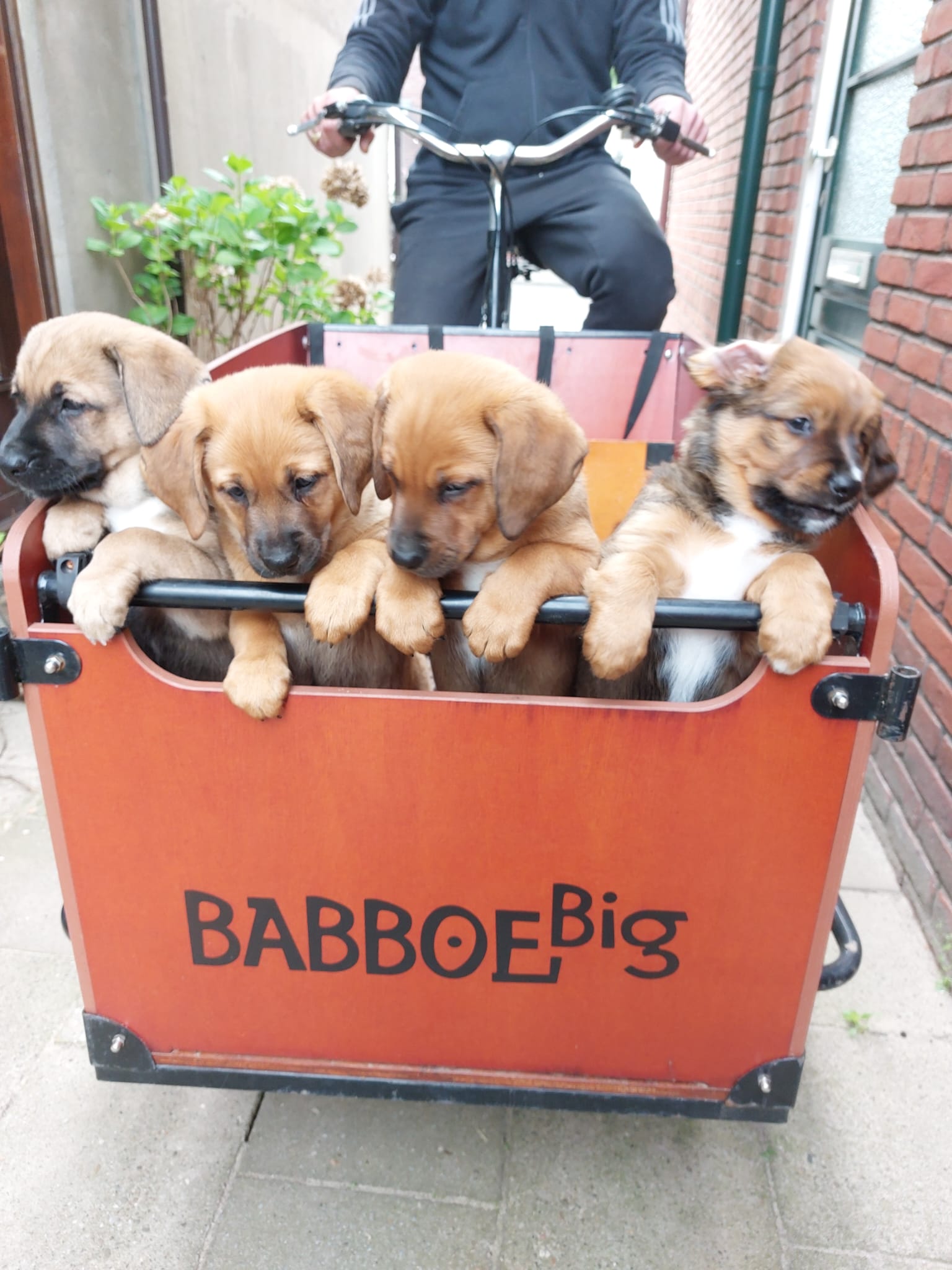 Oostenrijkse Pinscher Pups van de Oale Groond te koop